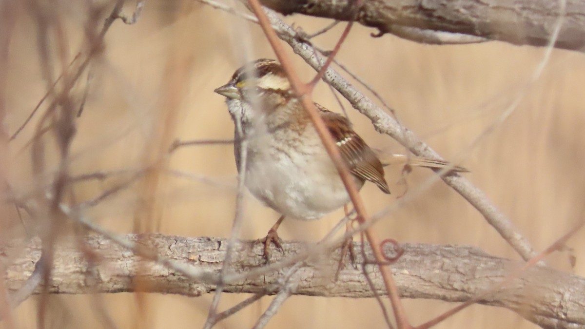 White-throated Sparrow - ML647656820