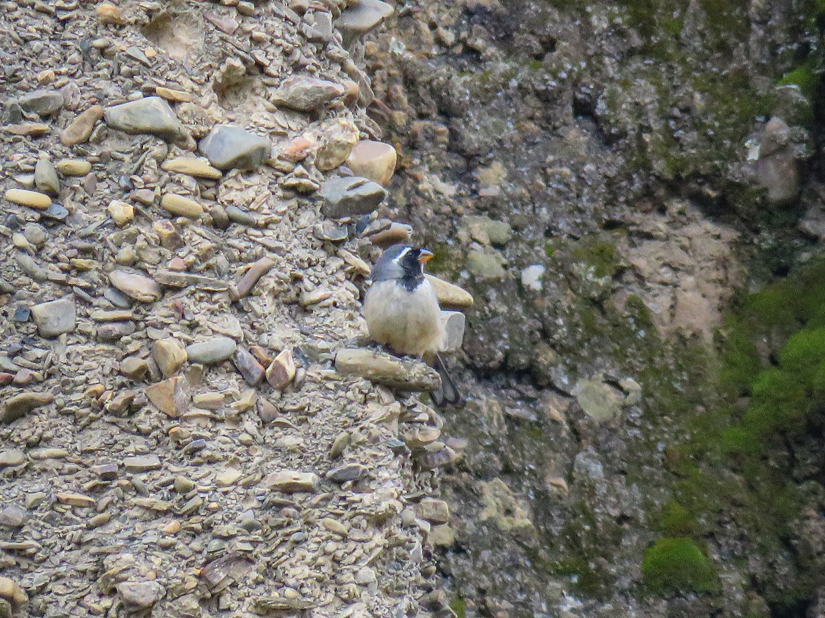 Golden-billed Saltator - ML647656850