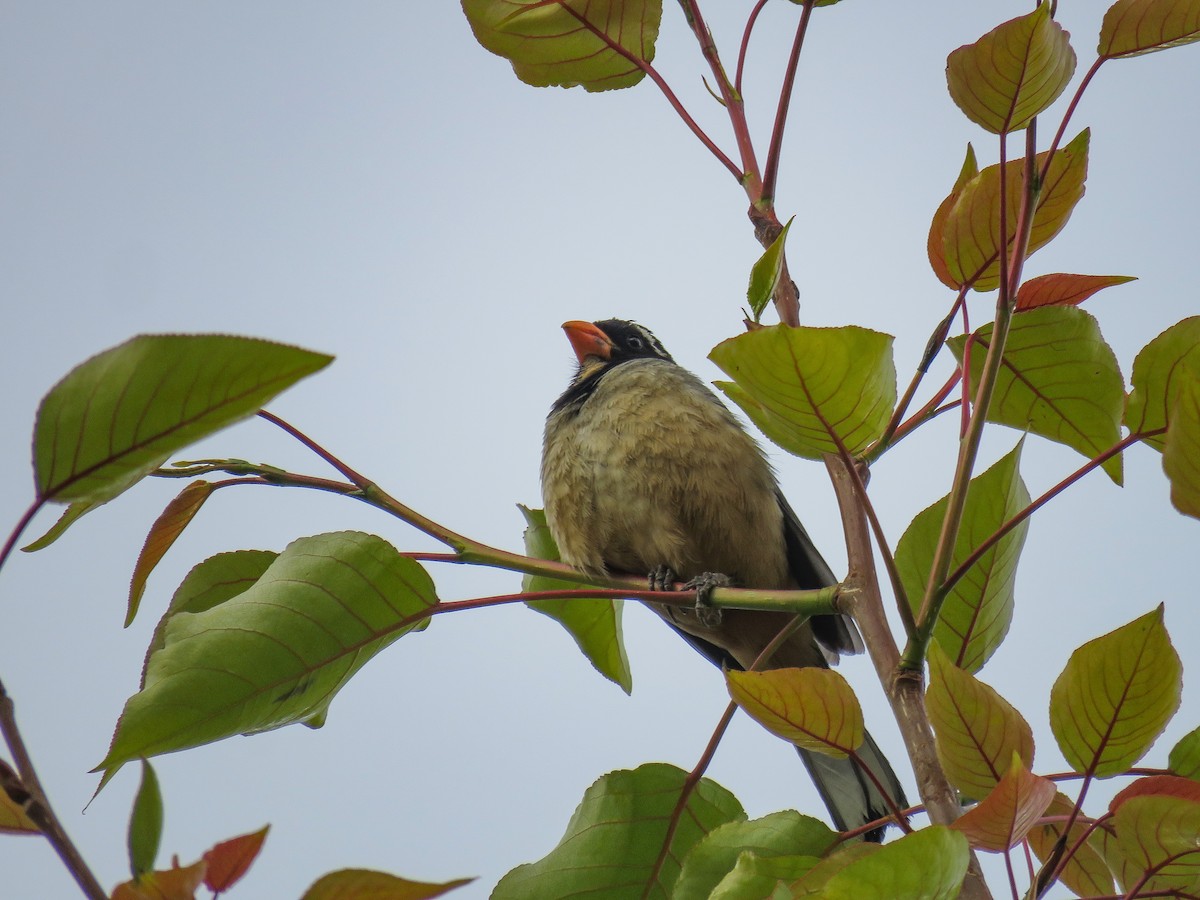 Golden-billed Saltator - ML647656851
