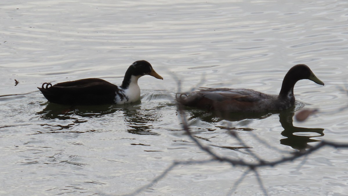 Mallard (Domestic type) - ML647656853