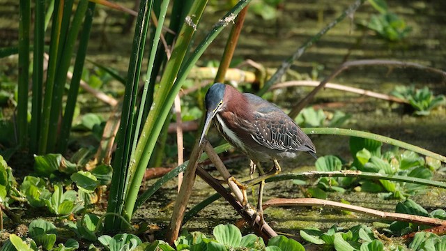 Green Heron - ML647656854
