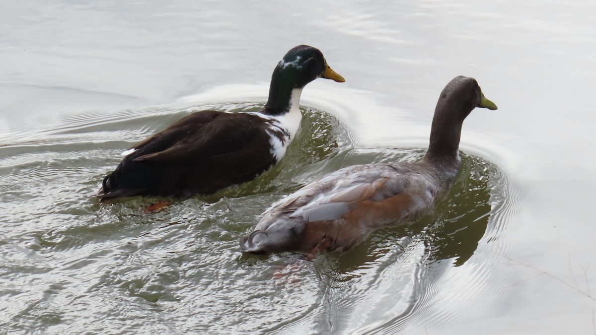 Mallard (Domestic type) - ML647656856