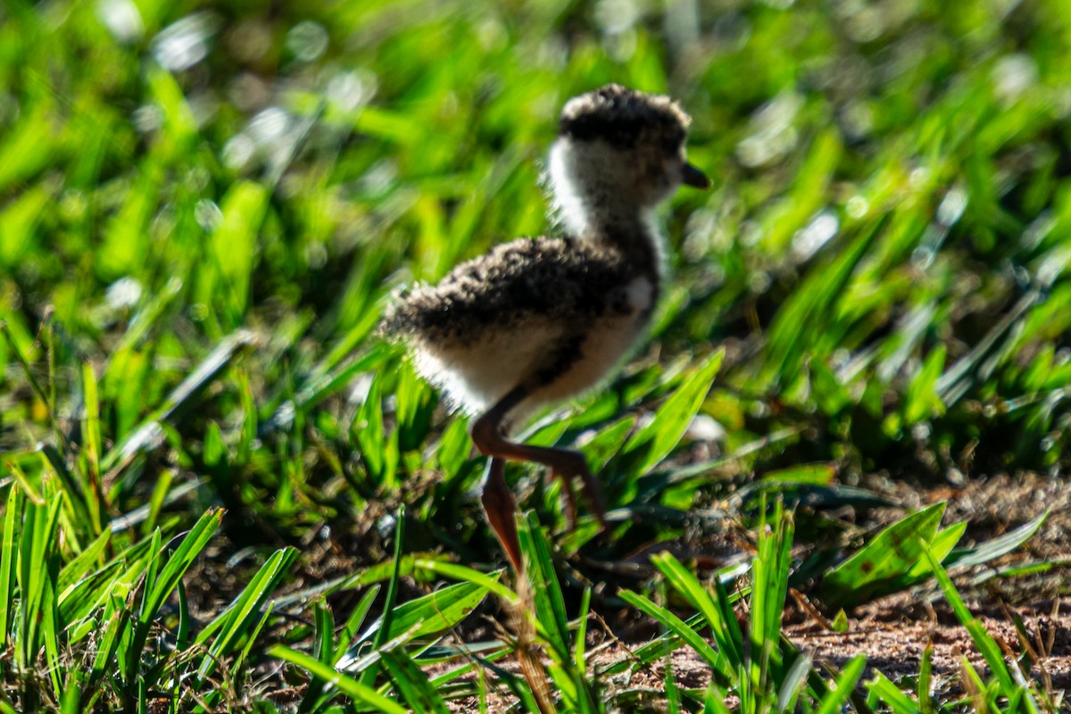 Şili Kızkuşu - ML647656860