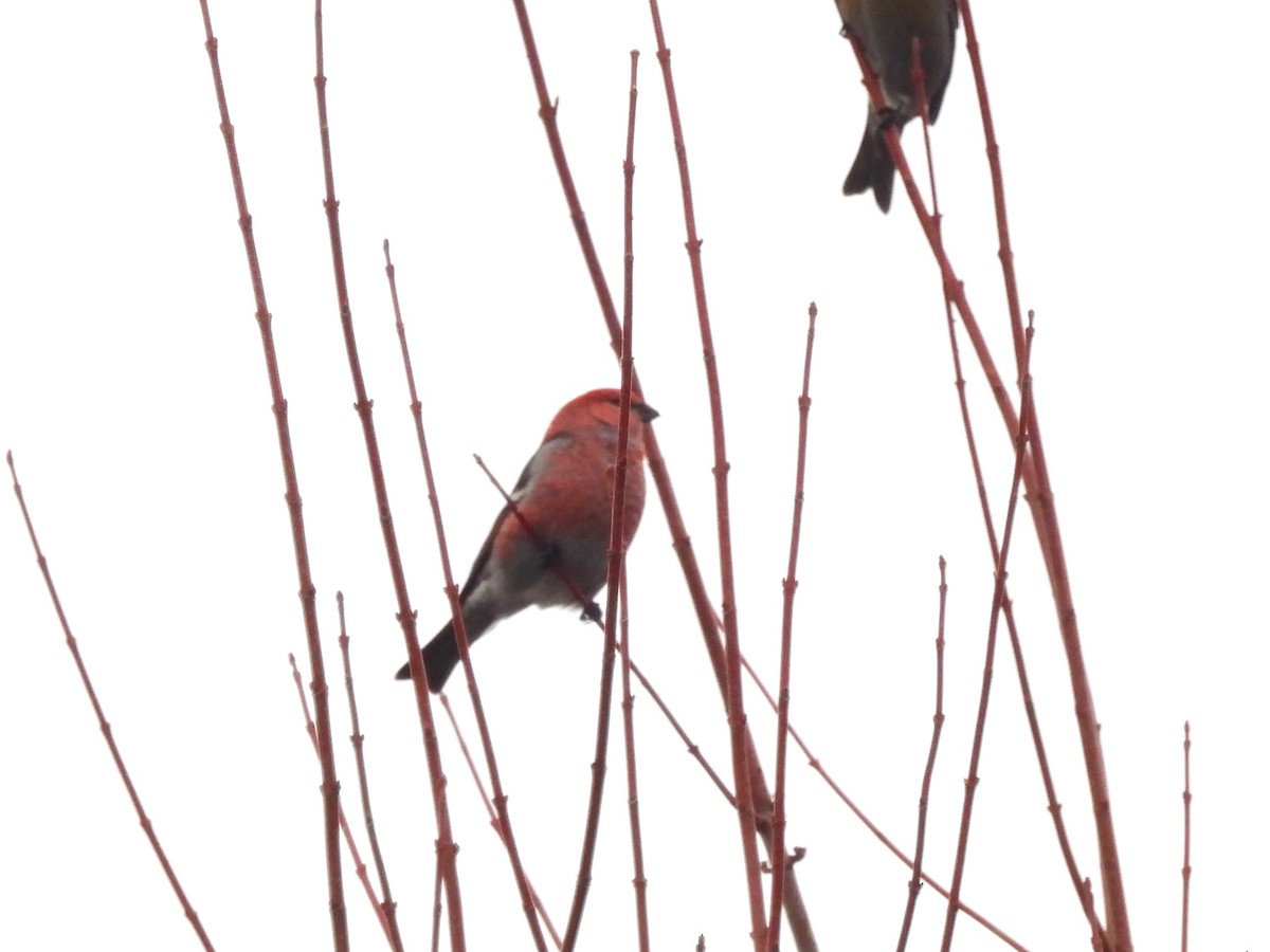 ギンザンマシコ - ML647656861