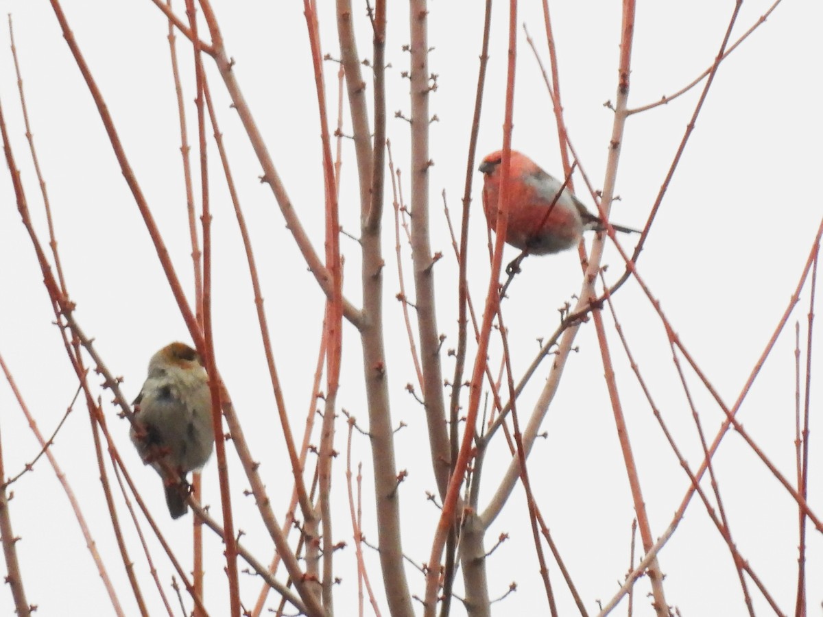 ギンザンマシコ - ML647656862