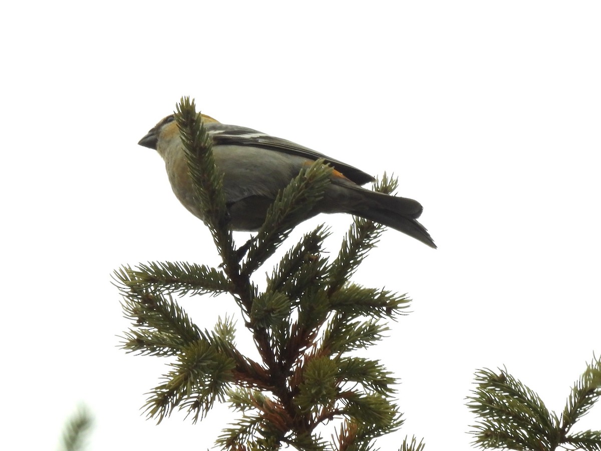 ギンザンマシコ - ML647656863