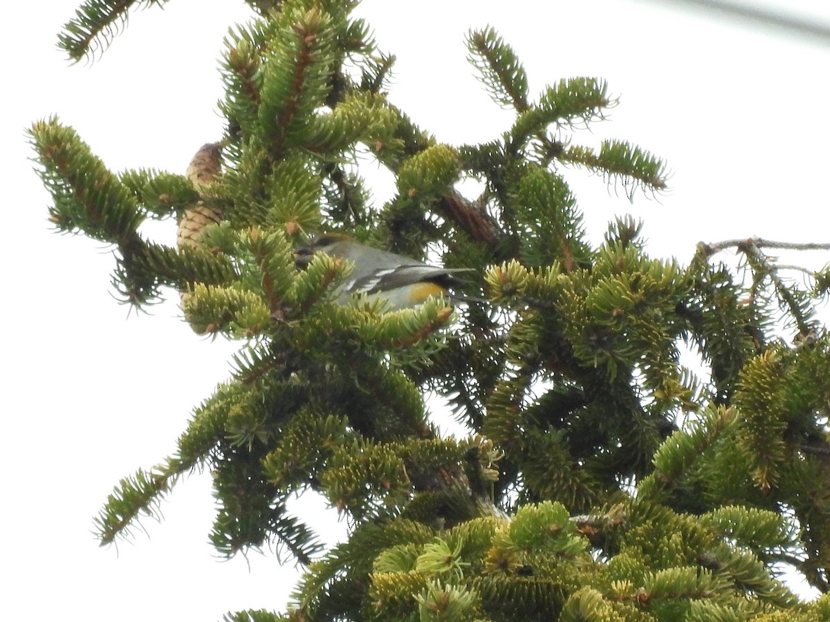 ギンザンマシコ - ML647656864