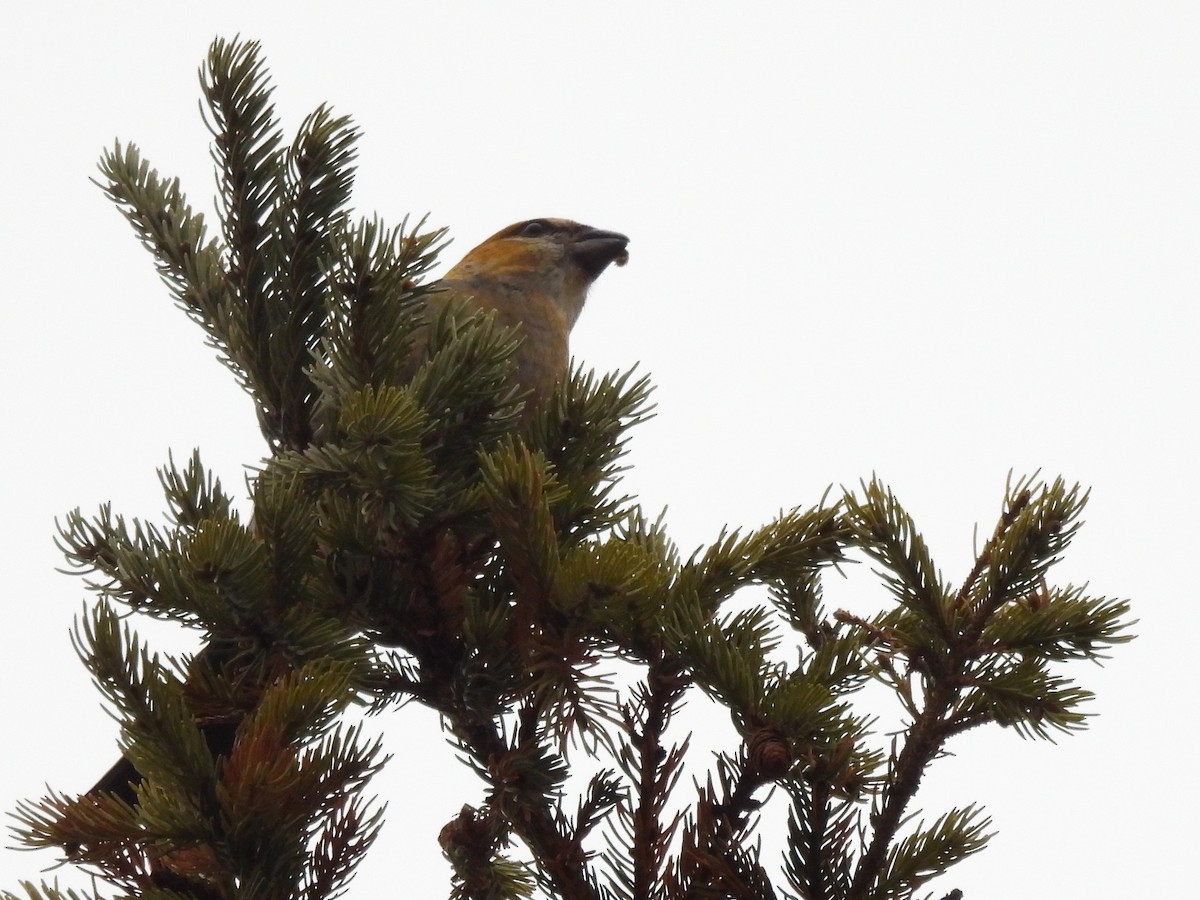 ギンザンマシコ - ML647656865