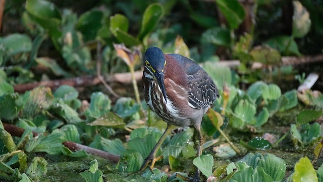 Green Heron - ML647656883