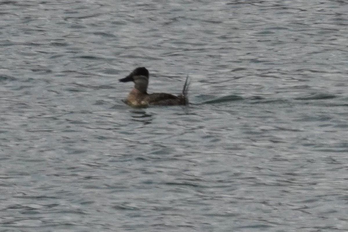 Schwarzkopf-Ruderente - ML647656886