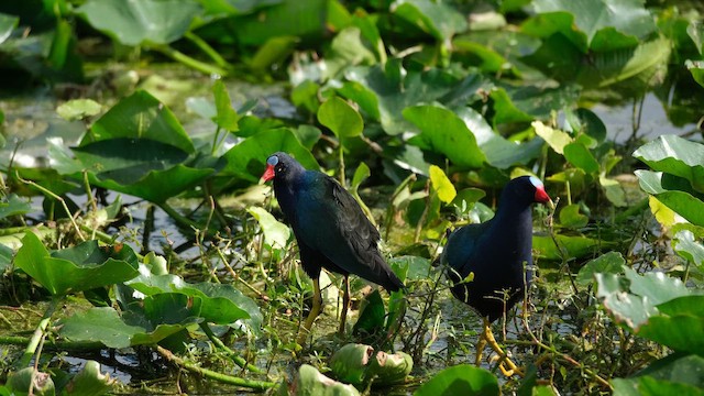 Малая султанка - ML647656895