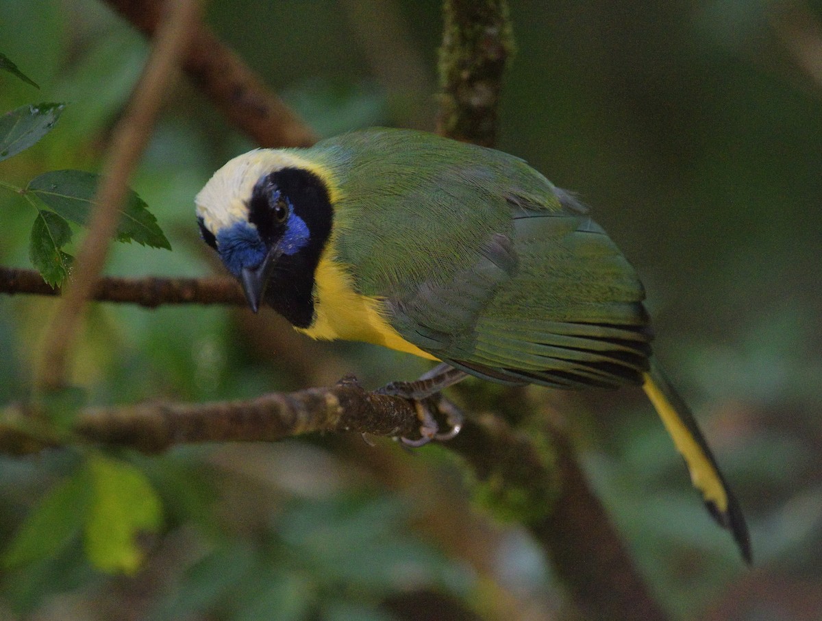 Green Jay - ML647656898