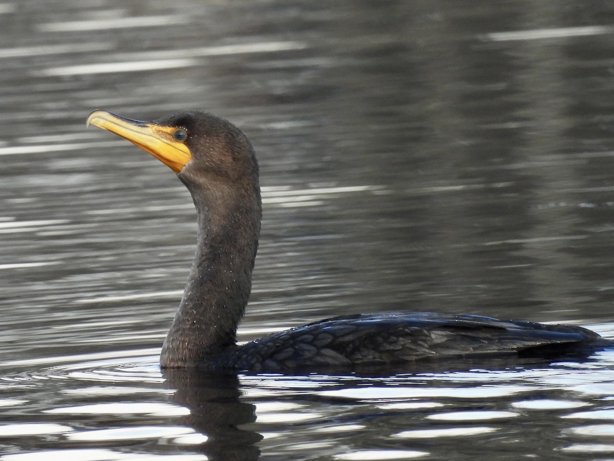 Cormorán Orejudo - ML647656904