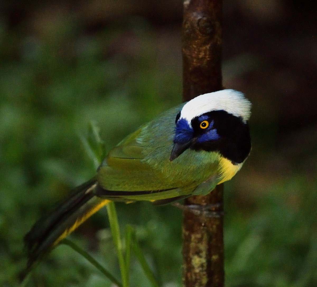 Green Jay - ML647656905
