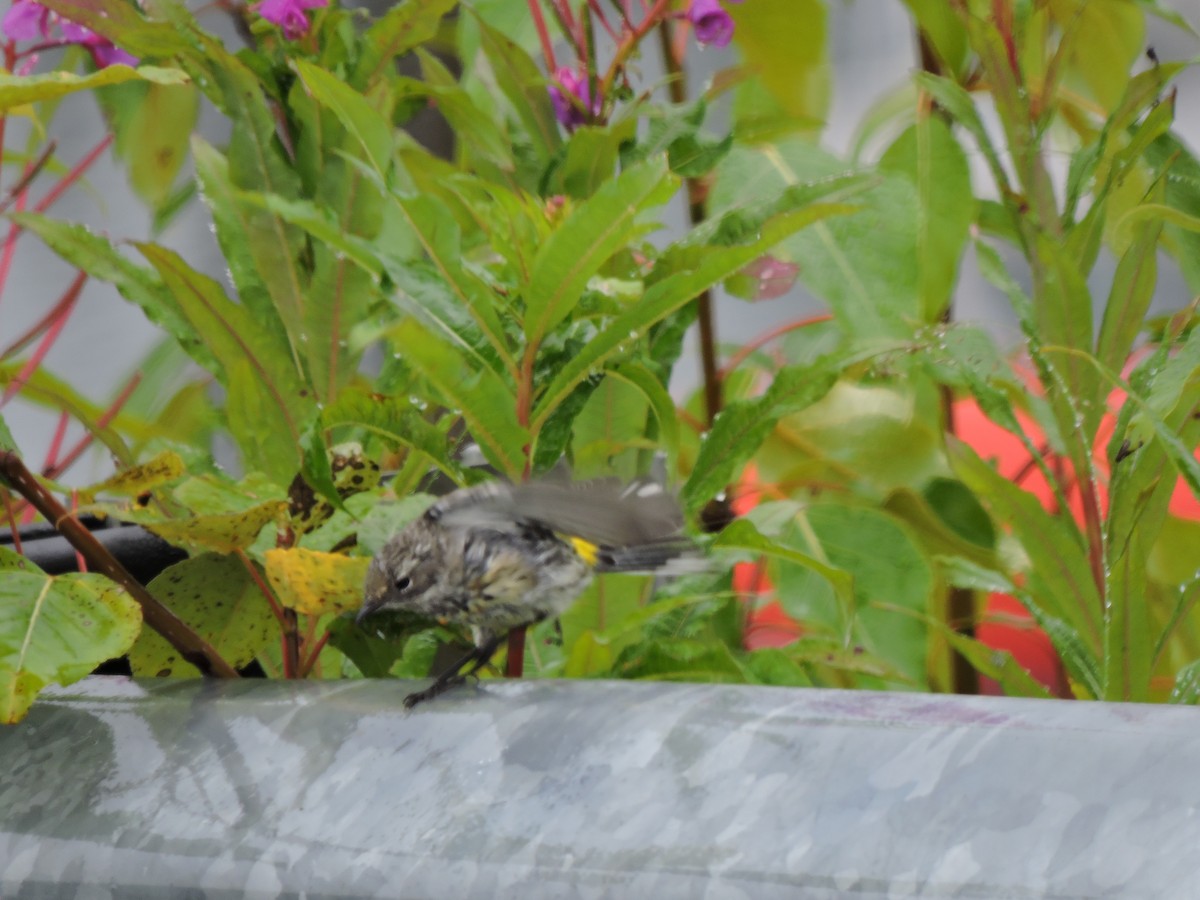 Yellow-rumped Warbler (Myrtle) - ML64765691