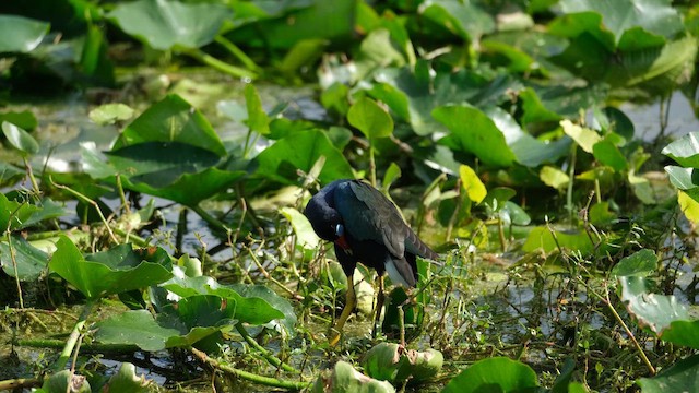 Purple Gallinule - ML647656915
