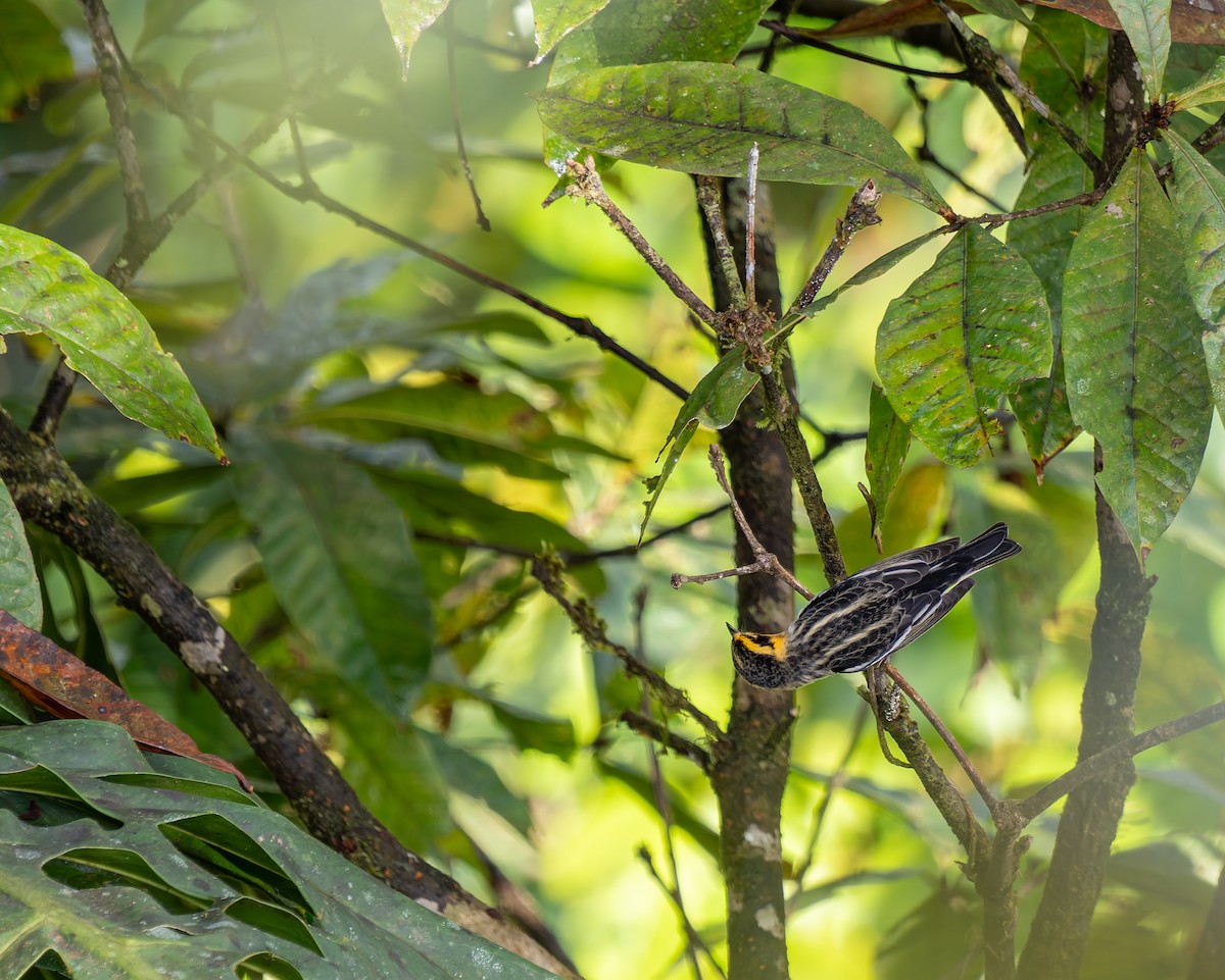 Blackburnian Warbler - ML647656930