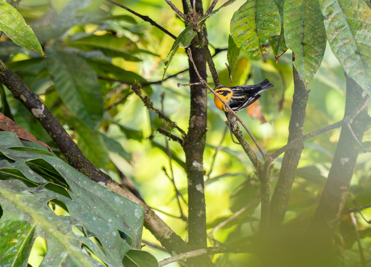 Blackburnian Warbler - ML647656931