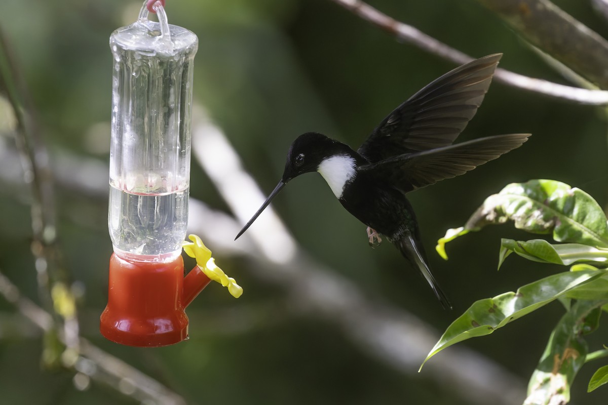 Collared Inca (Collared) - ML647656932