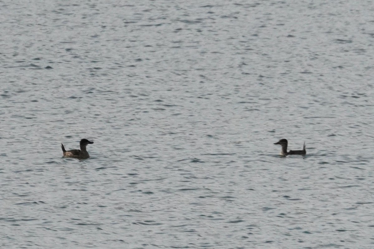 Schwarzkopf-Ruderente - ML647656935