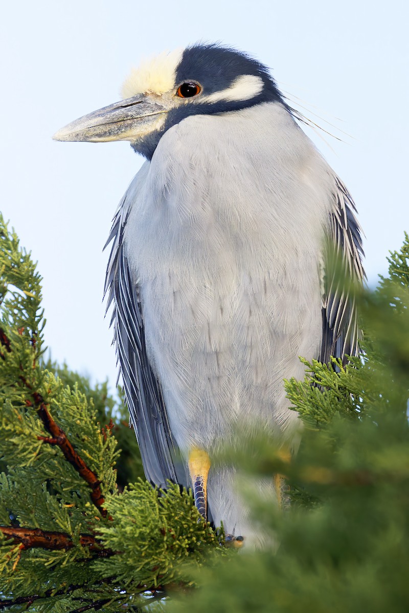 Yellow-crowned Night Heron - ML647656944