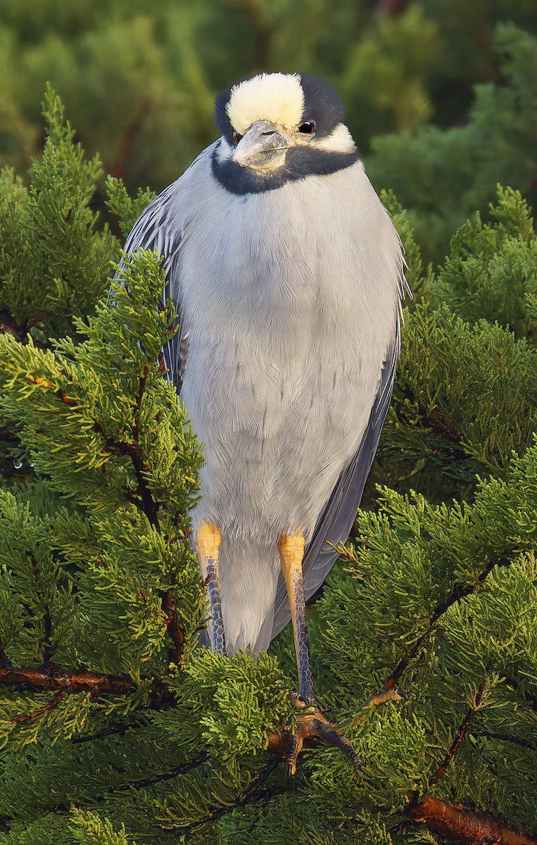 Yellow-crowned Night Heron - ML647656945