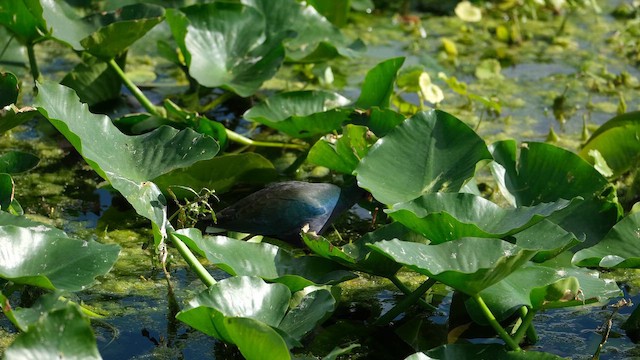 Purple Gallinule - ML647656951