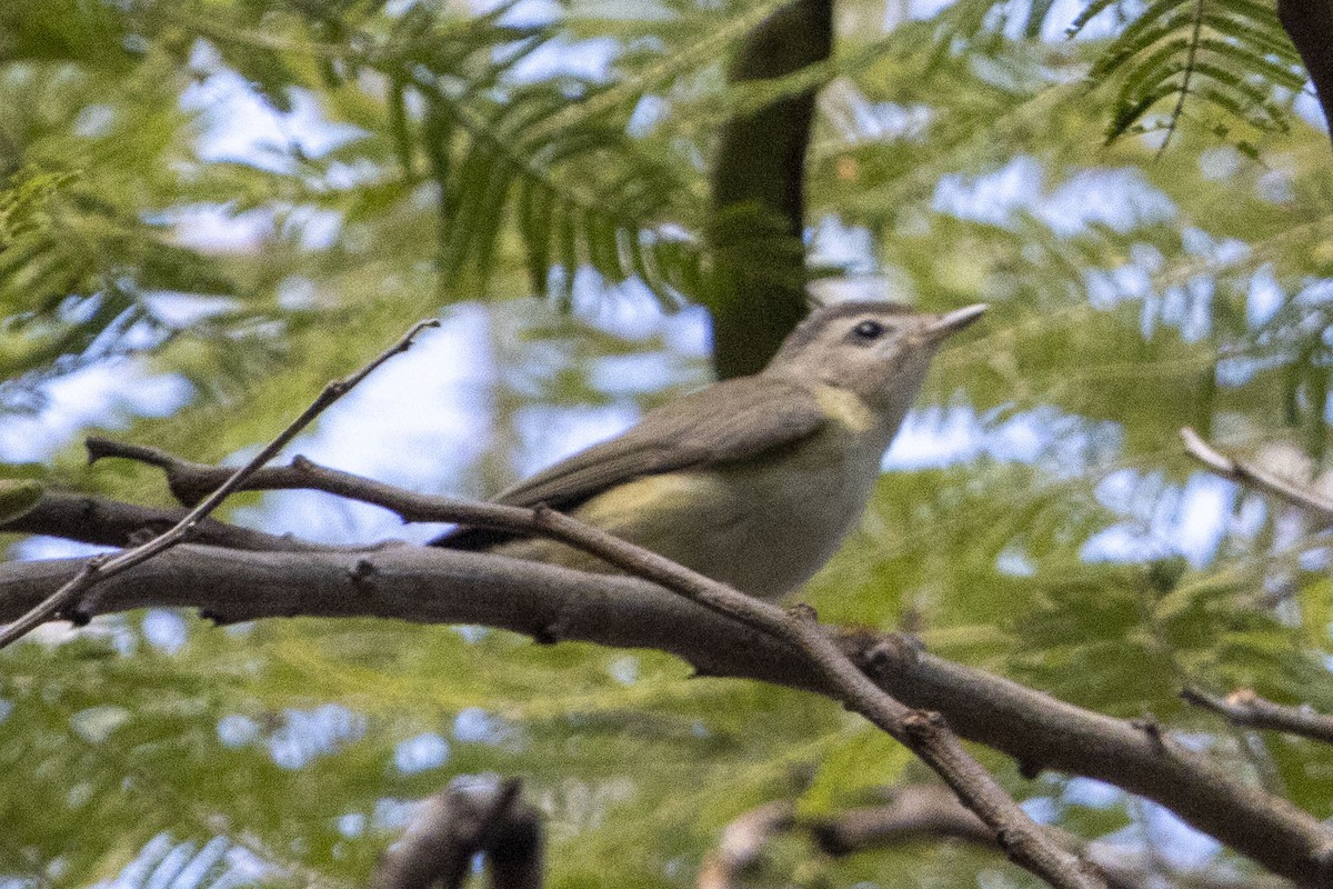 Philadelphia Vireo - ML647656953