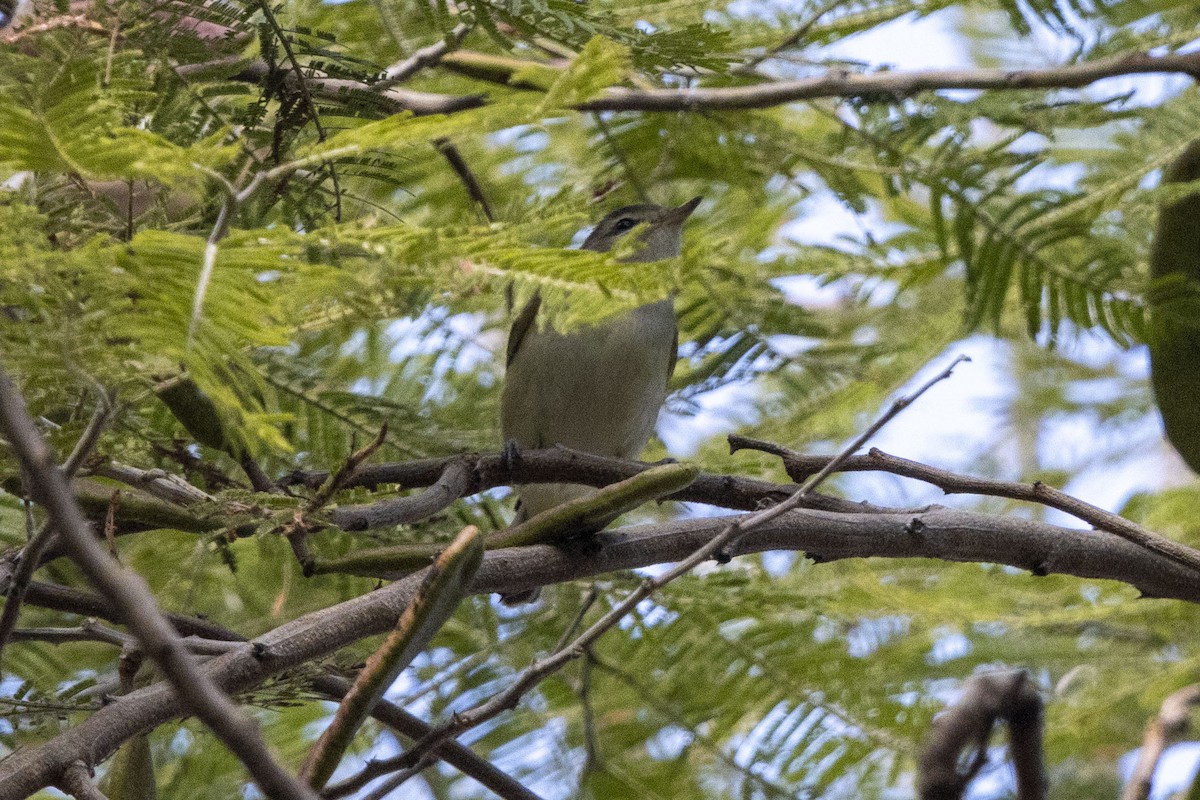 Philadelphia Vireo - ML647656956
