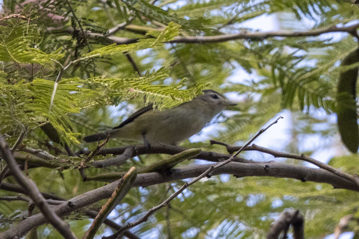 Philadelphia Vireo - ML647656957