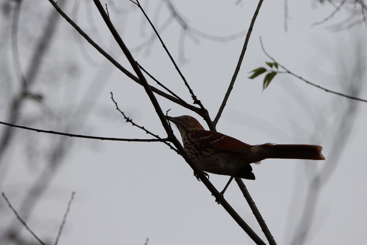 Cuitlacoche Rojizo - ML647656967