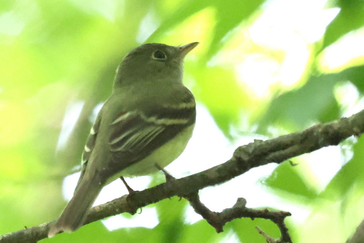 Acadian Flycatcher - ML647656968