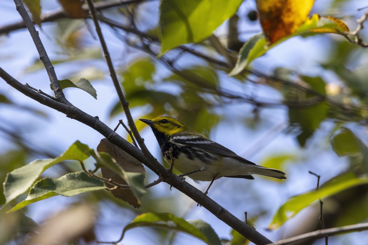 Black-throated Green Warbler - ML647656969