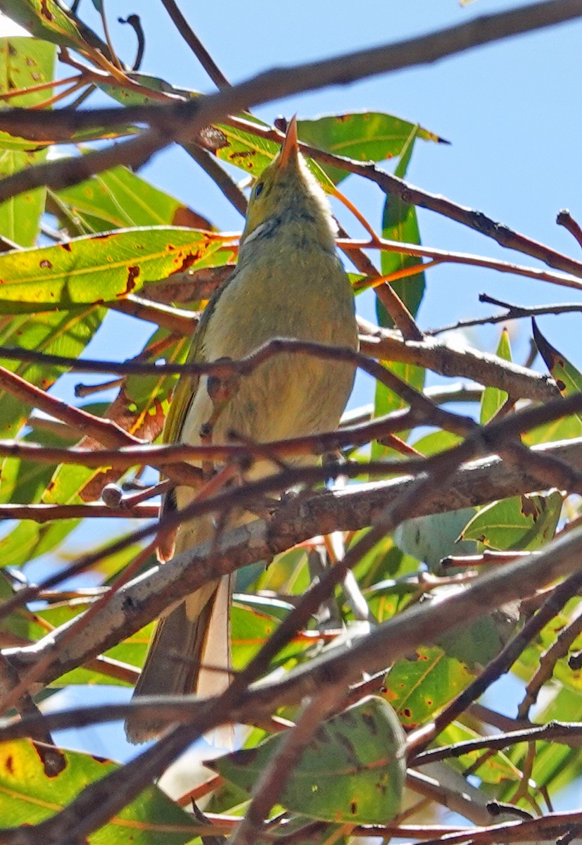 White-plumed Honeyeater - ML647656973
