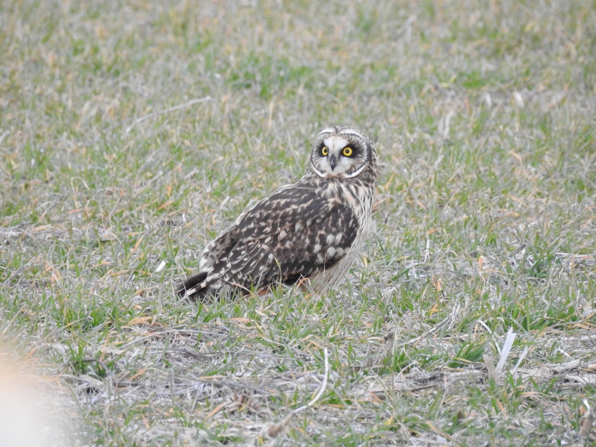 Short-eared Owl - ML647656974