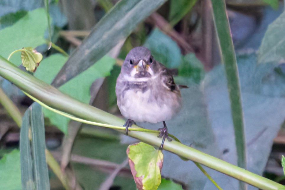 Çift Halkalı Tohumcul - ML647656978