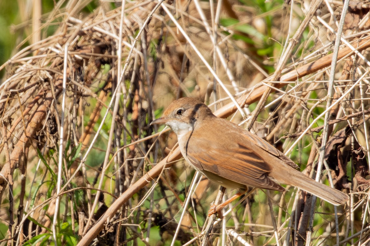 Cetti's Warbler - ML647656997