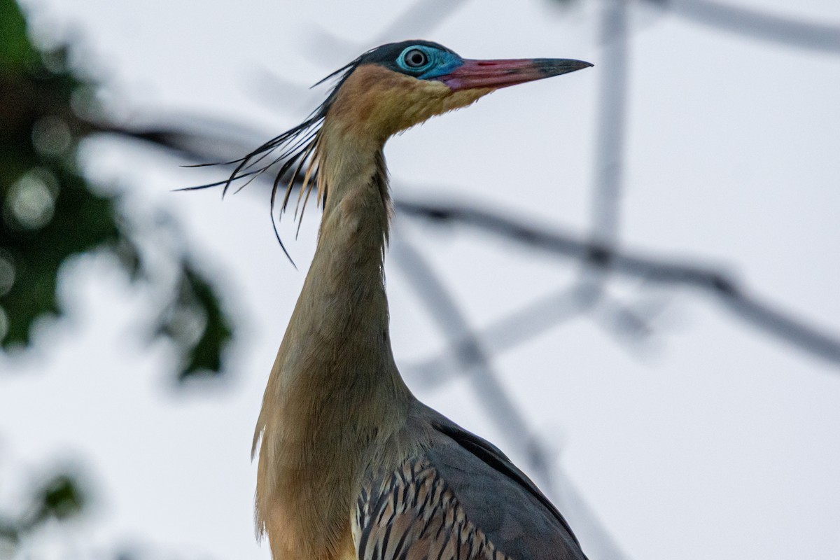 Islıkçı Balıkçıl - ML647657000