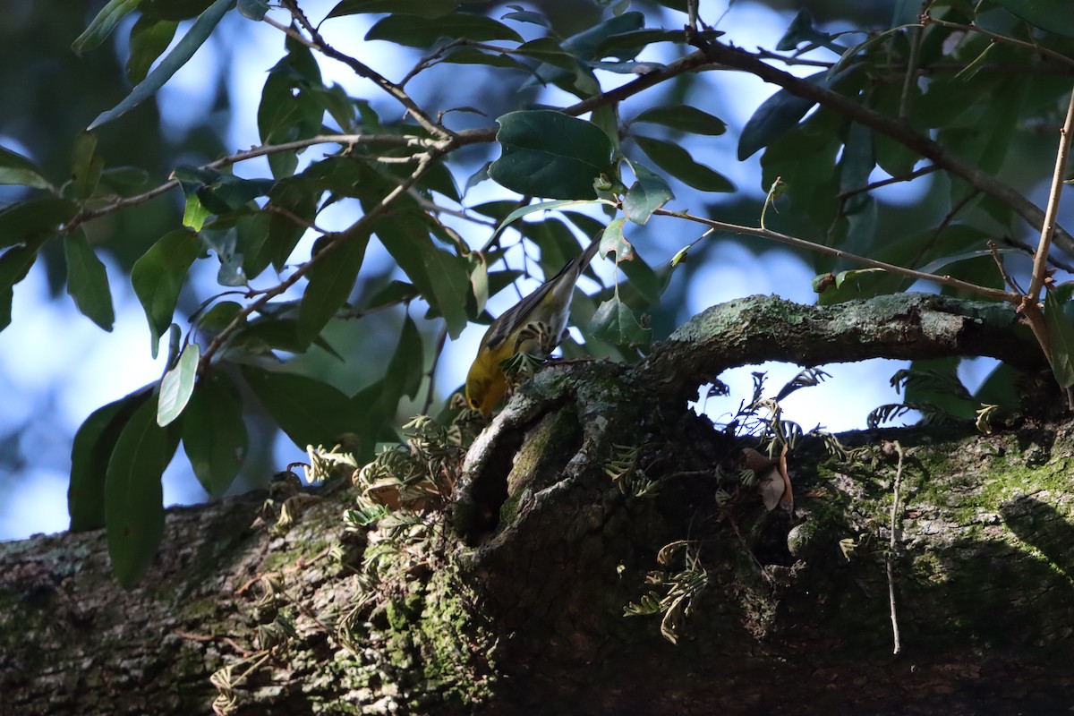 סבכון אורנים - ML647657006