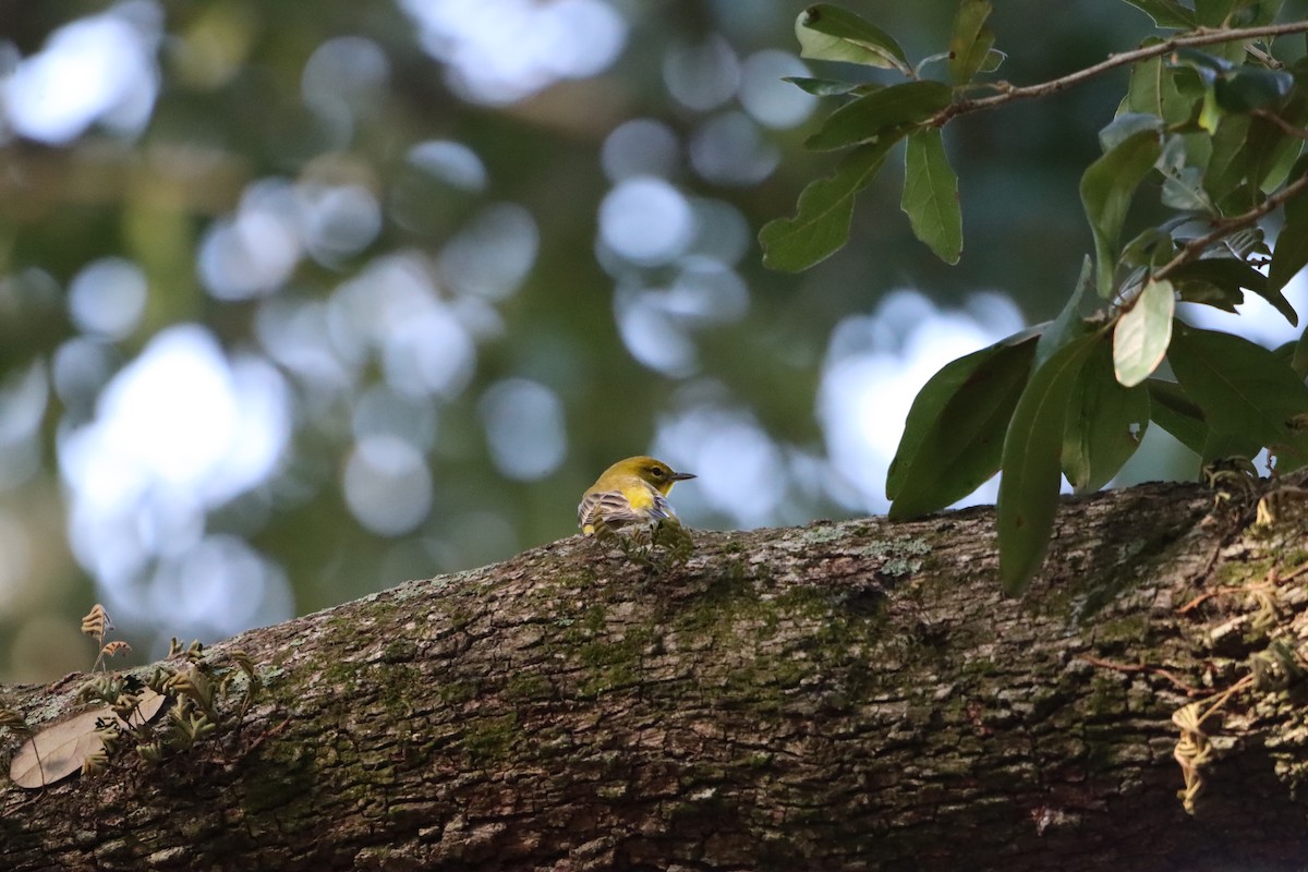סבכון אורנים - ML647657007