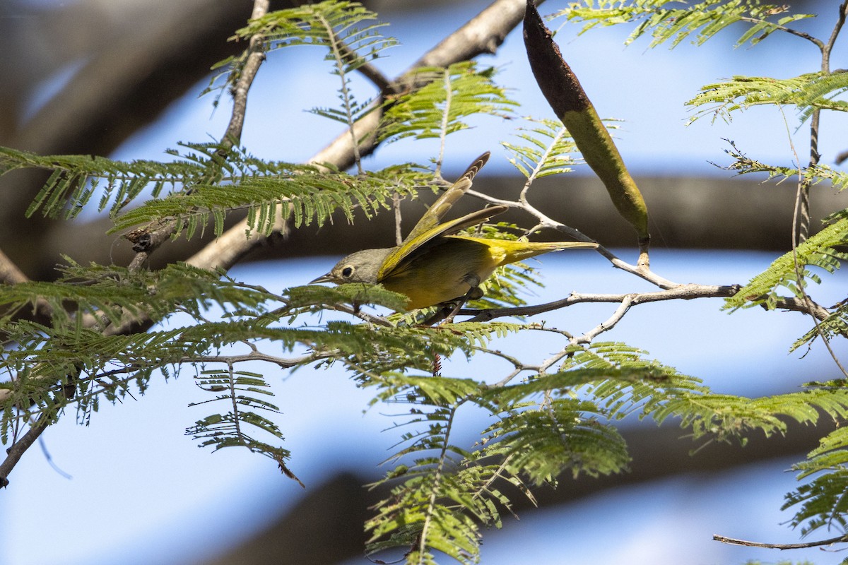 Nashville Warbler - ML647657010