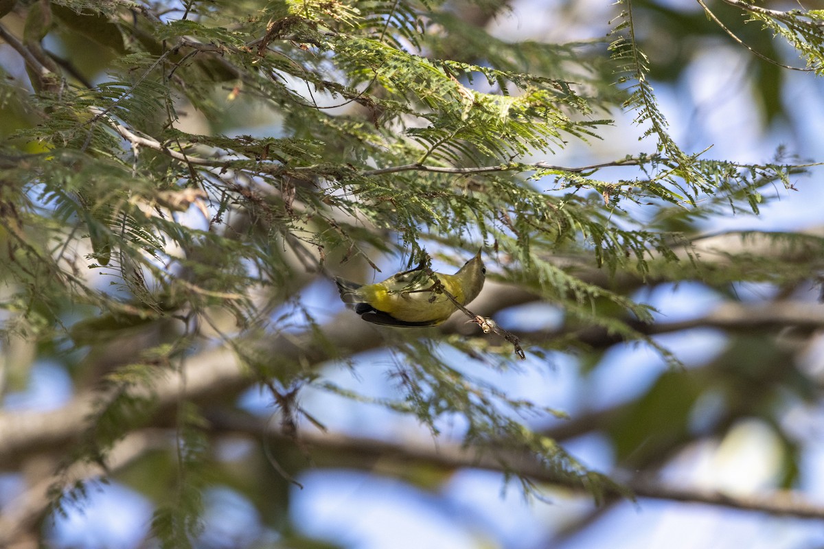 Nashville Warbler - ML647657017