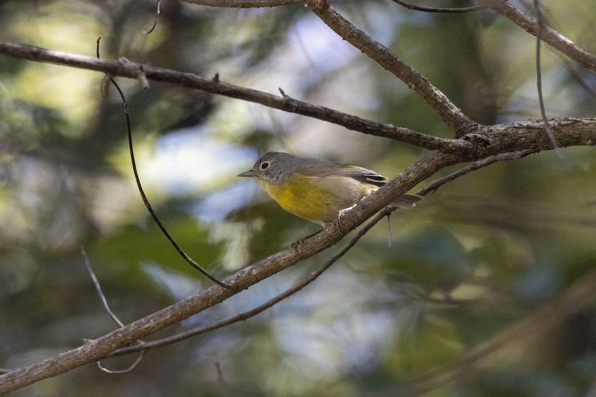 Nashville Warbler - ML647657019
