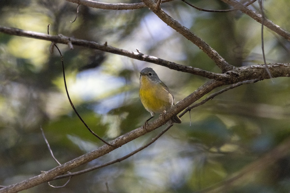 Nashville Warbler - ML647657020