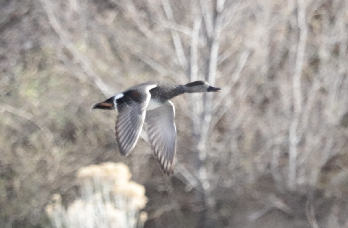 Canard chipeau - ML647657026