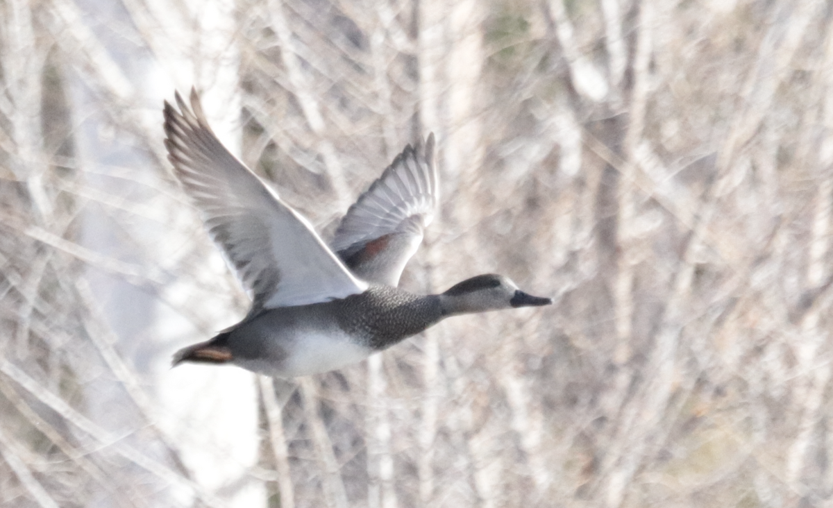 Canard chipeau - ML647657027