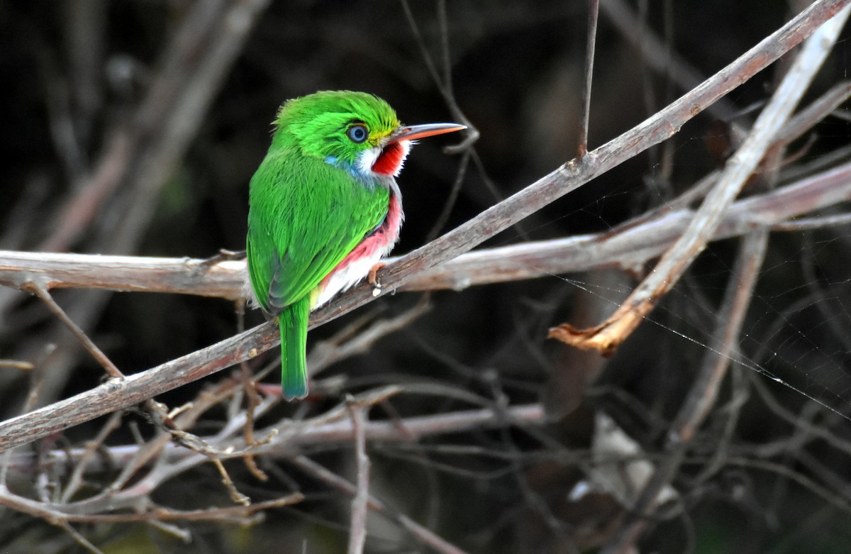 Cuban Tody - ML647657033