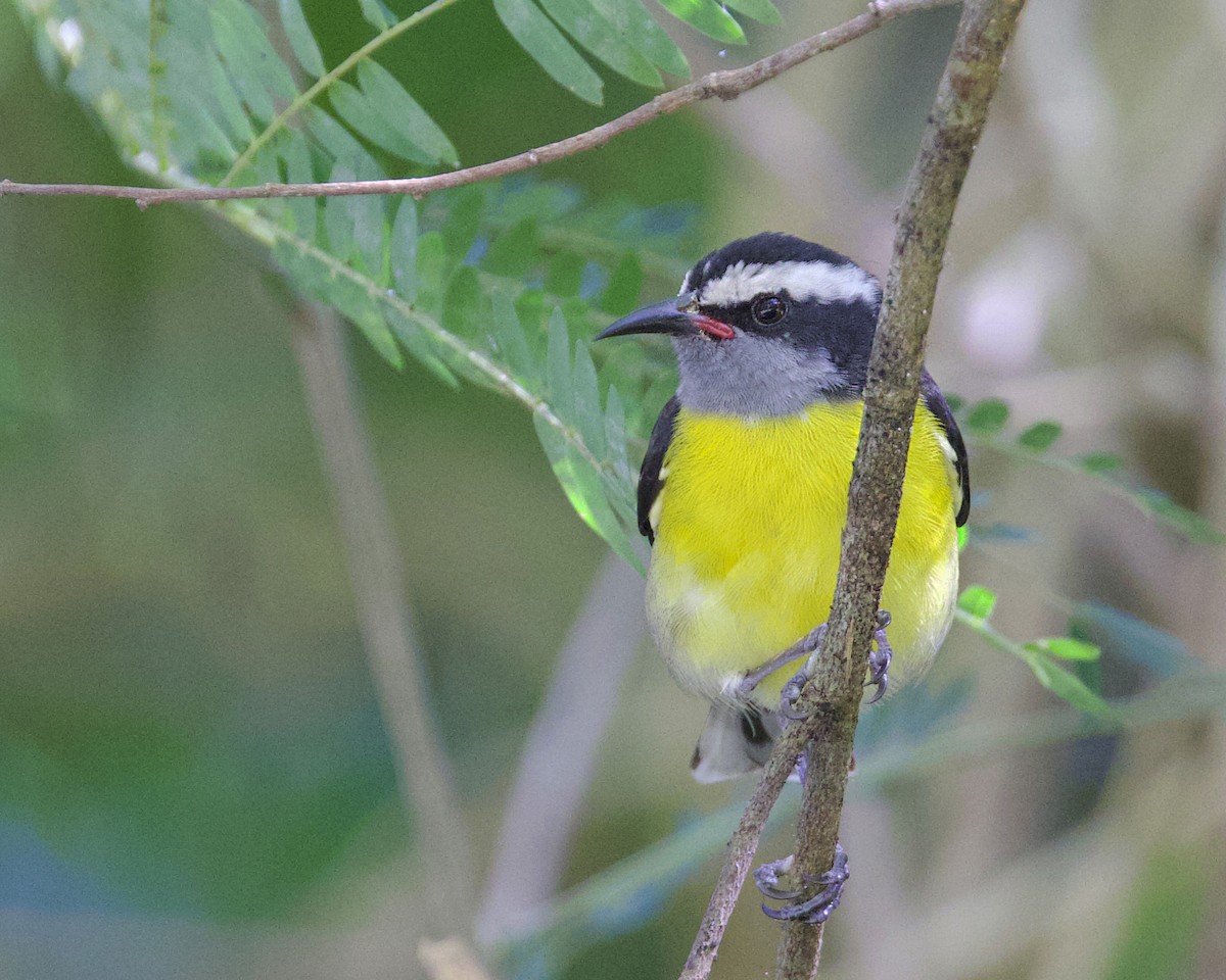 Sucrier à ventre jaune - ML647657047