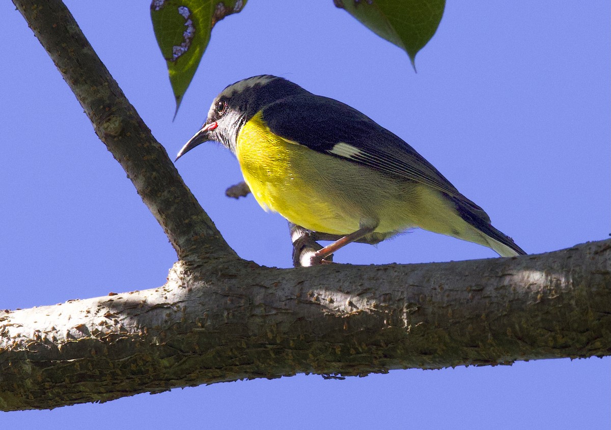 Sucrier à ventre jaune - ML647657049