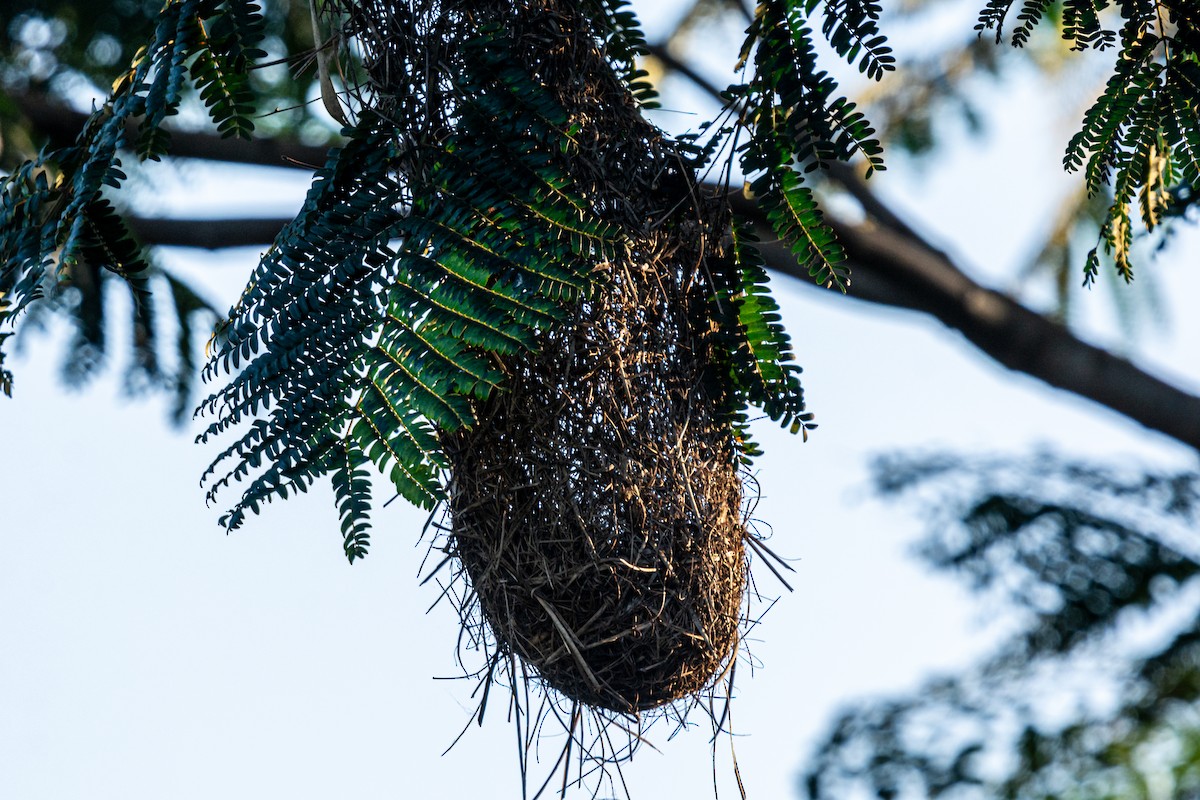 Kırmızı Sokumlu Kasik - ML647657085